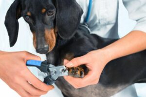 comment couper les griffes du chien