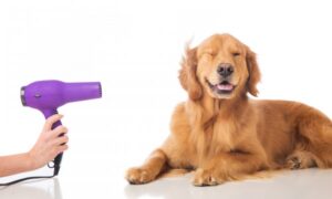 sèche cheveux pour chien avis